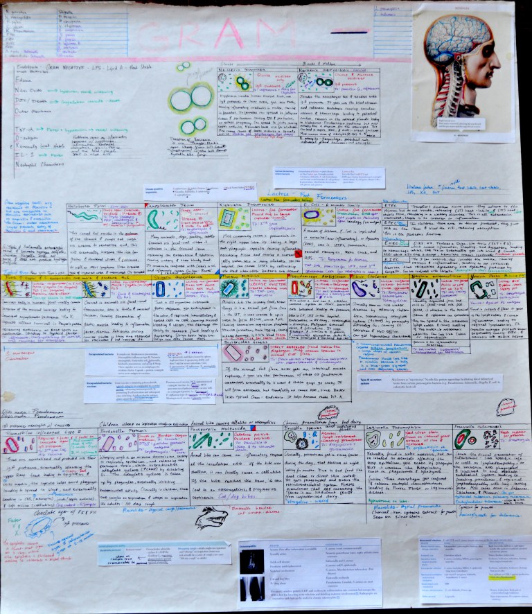 Gram Negative Bacteria